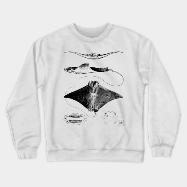 Stingray Anatomy | Sharks Ocean Sea Animal Science Crewneck Sweatshirt by encycloart